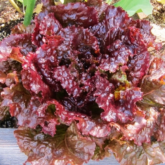 300 Ruby Red Lettuce Vegetable Seeds