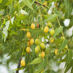 35 Neem Azadirachta Indica Margosa Seeds