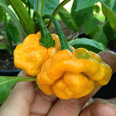 25 Yellow Ghost x Scotch Bonnet Hot Chili Pepper Seeds