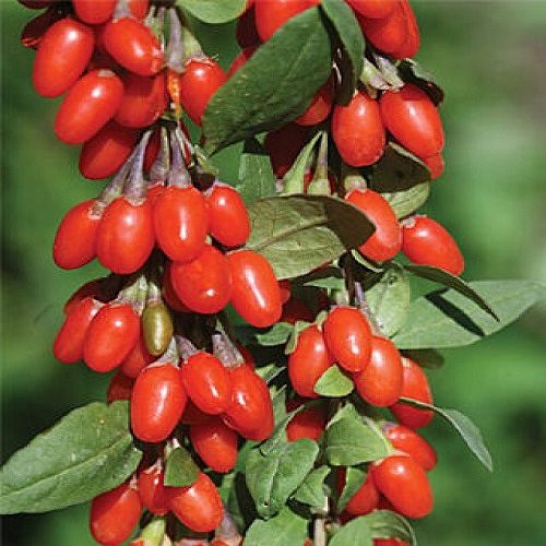 100 Lycium Chinense Red Goji Berry Wolfberry seeds
