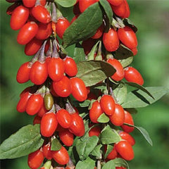100 Lycium Chinense Red Goji Berry Wolfberry seeds