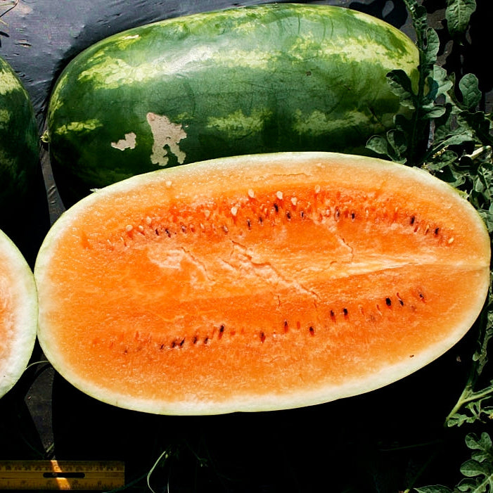 Two whole watermelons and one sliced watermelon on a dark surface with green leaves.