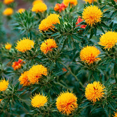 35 Safflower False Saffron Saffron Thistle Seeds