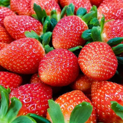 100 Keumsil Korean Strawberry Fruit Seeds