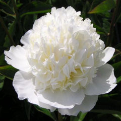 20 Bridal Shower Peony Paeoniaceae Paeonia suffruticosa Tree Flower Plant Seeds (Lucky Flower) (Flower Garden Potted Plants)