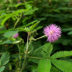 200 Mimosa Pudica Sensitive Plant Seeds