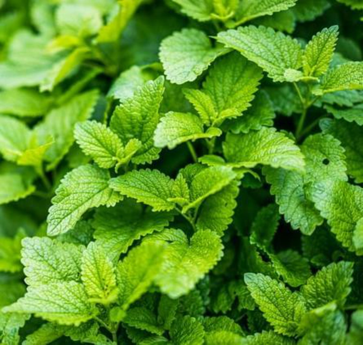 100 Lemon Balm Seeds Mentha Citrata