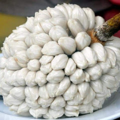 20 White Pearl Siam Jackfruit Rare Sweetest Jack Fruit Seeds