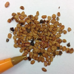 100 Yellow Honeysuckle Seeds