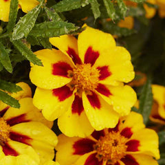 200 Marietta French Marigold Flower Seeds