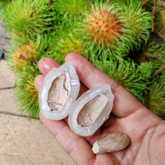 10 Rambutan Seeds Thai Varieties Rambutan School Fruit