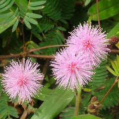 100 Giant Mimosa Pudica Sensitive Plant Seeds