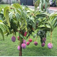 8 Taiyo no Tamago Mango Tropical Fruit Mangifera Indica L. Seeds