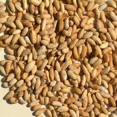 35 Neem Azadirachta Indica Margosa Seeds
