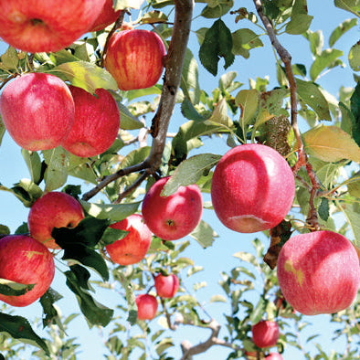 Red apples hanging from a tree with a clear blue sky background