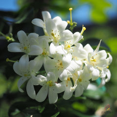 15 Orange Jasmine Murraya Paniculata Seeds