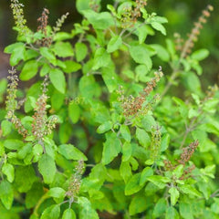 1000 Holy basil, Sacred basil Ocimum tenuiflorum L Seeds (Asia Vegetable)