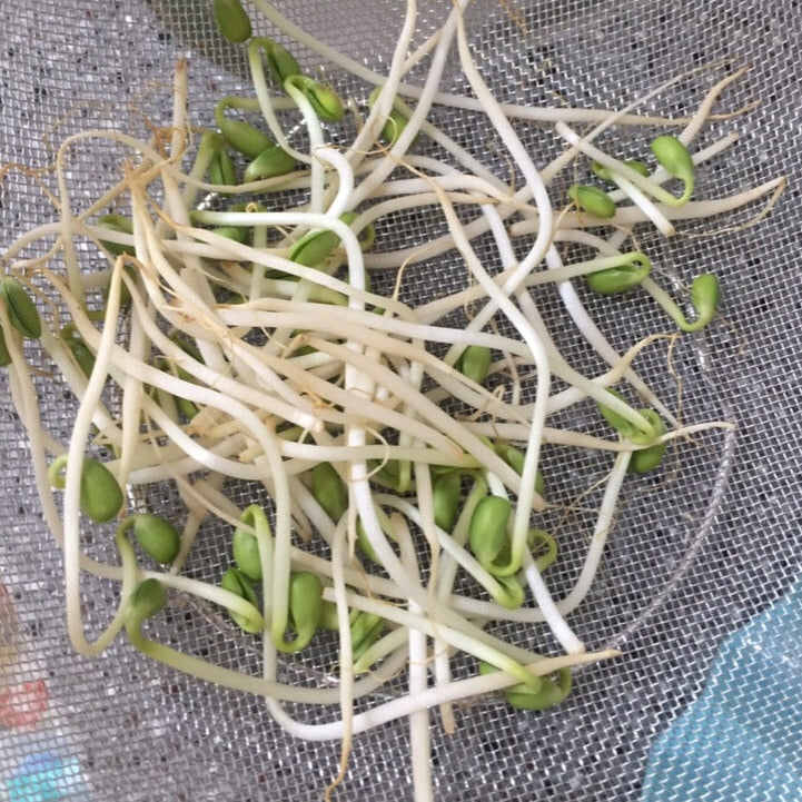 Sprouted seeds on a mesh screen