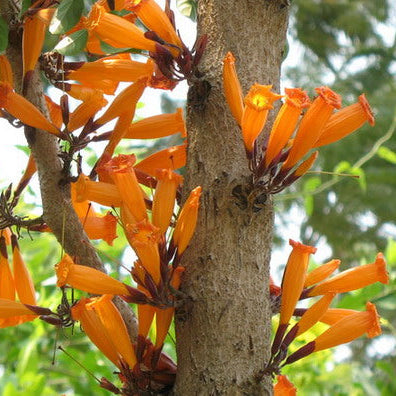 30 Tree Jasmine Radermachera Hainanensis Merr. Seeds