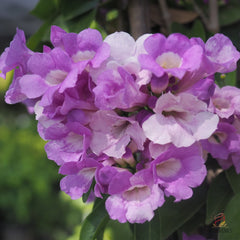 50 Garlic Vine Mansoa Alliacea Seeds Purple Flower