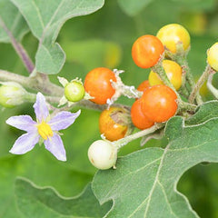 35 Solanum Indicum Solanum Violaceum African Eggplant Seeds