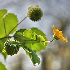 50 Abutilon Hirtum Country Mallow Indian Mallow Seeds
