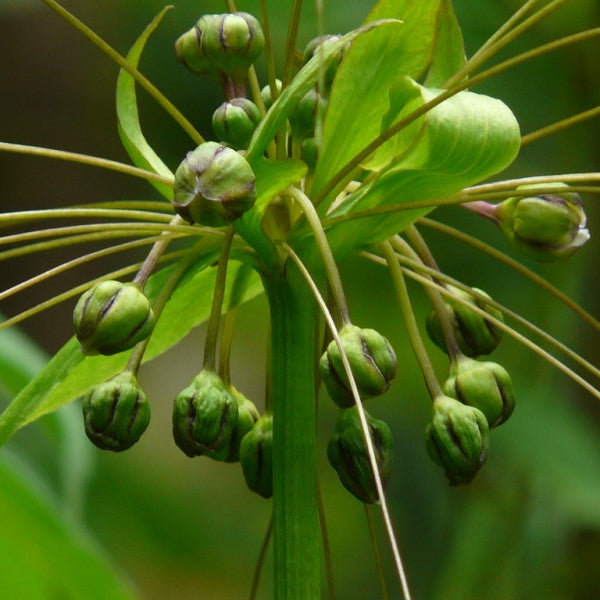 30 East Indian Arrowroot Clerodendrum Indicum Seeds