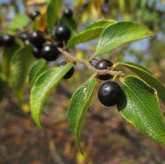 30 Jackal Jujube Small Fruited Jujube Wild Jujube Seeds