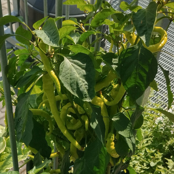 100 Peperone Sigaretta Biondo Chili Pepper Seeds