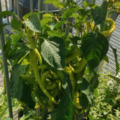 100 Peperone Sigaretta Biondo Chili Pepper Seeds