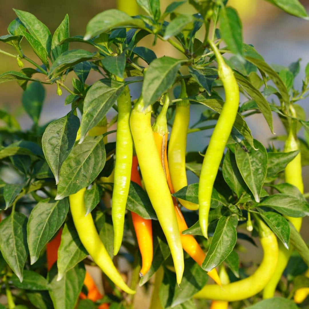 Green chili peppers growing on a plant with a blurred background