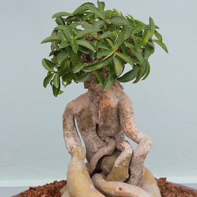 15 Thai Adenium Obesum Yak Saudi 4 Desert Rose Bonsai Seeds