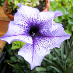 1000 Daddy Petunia Seeds Grandiflora, Multiflora, Milliflora Perennial Flowers Annual Seeds (Flower)