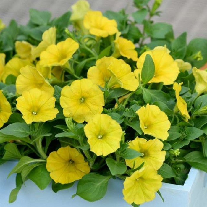 1000 Yellow Dekko Petunia Seeds Grandiflora, Multiflora, Milliflora Perennial Flowers Annual Seeds (Flower)