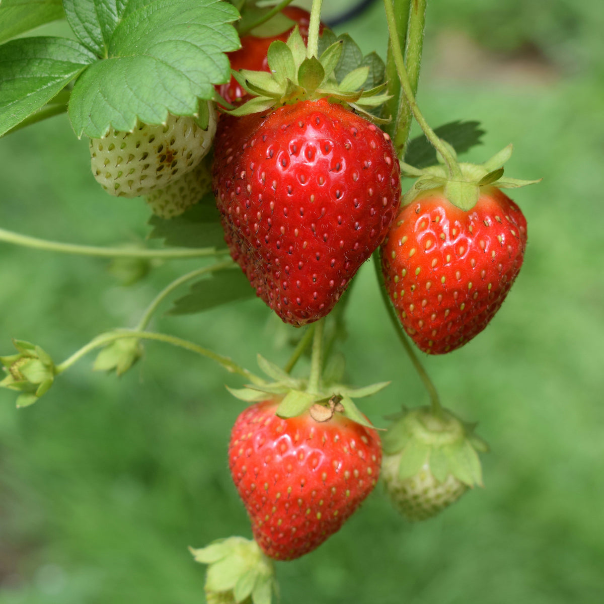 100 Zhangji China Strawberry Fruit Seeds