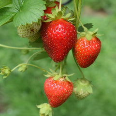 100 Zhangji China Strawberry Fruit Seeds
