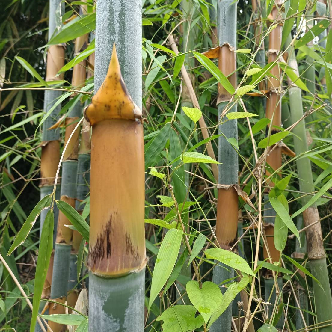 Close-up of a bamboo plant with green leaves and a笋-like structure.