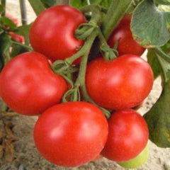 100 Italian Tree Tomato Bonsai ‘trip L Crop’ Garden Heirloom Seeds (Vegetable Potted Plants)