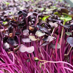 300 Purple Kaiware Sprouts Microgreen Daikon Radish Seeds