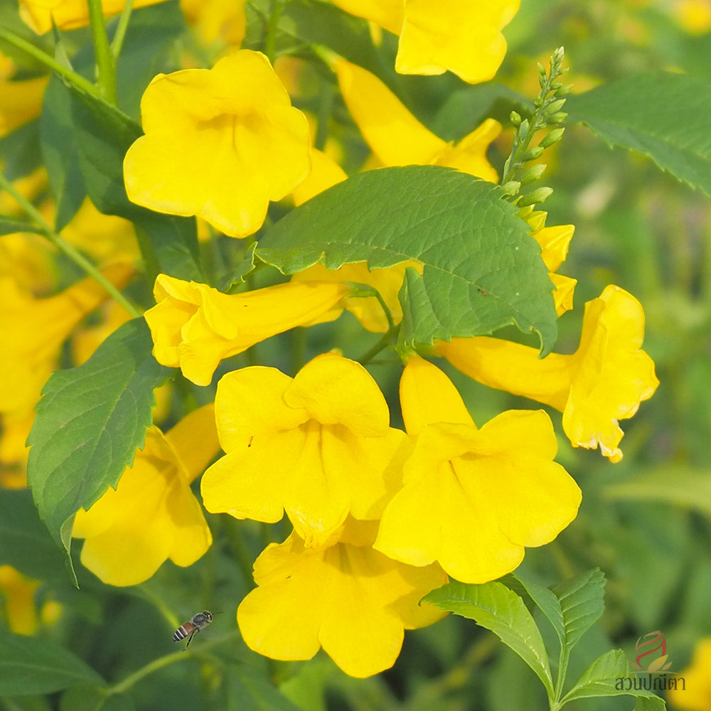 50 Yellow Trumpet Bush Vine Tecoma Stans Seeds