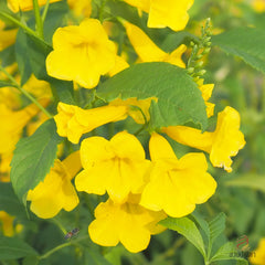 50 Yellow Trumpet Bush Vine Tecoma Stans Seeds