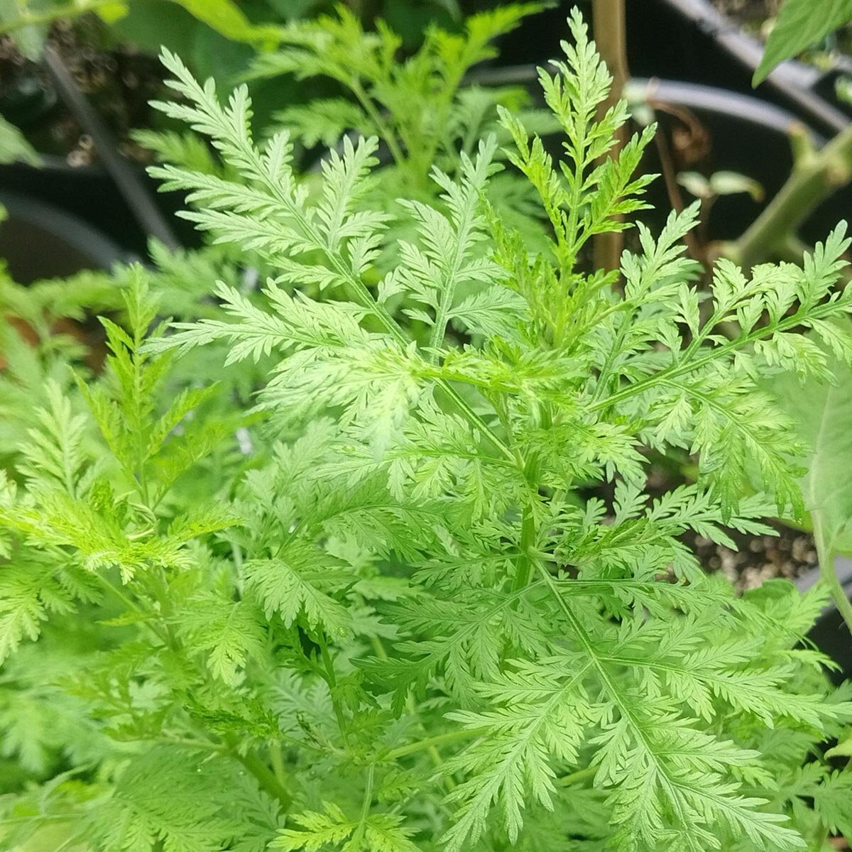 100 Artemisia Green Vegetable Heirloom Seeds Artemisia annua