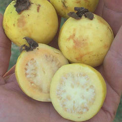 40 Yellow Strawberry Guava Apple Psidium Guajava Seeds