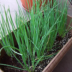 300 Thai Giant Green Onion Scallion Organic Vegetable Seeds