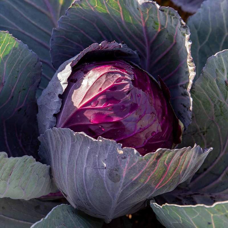 100 Purple Knot Cabbage Heirloom Seeds (Vegetable) Non Gmo