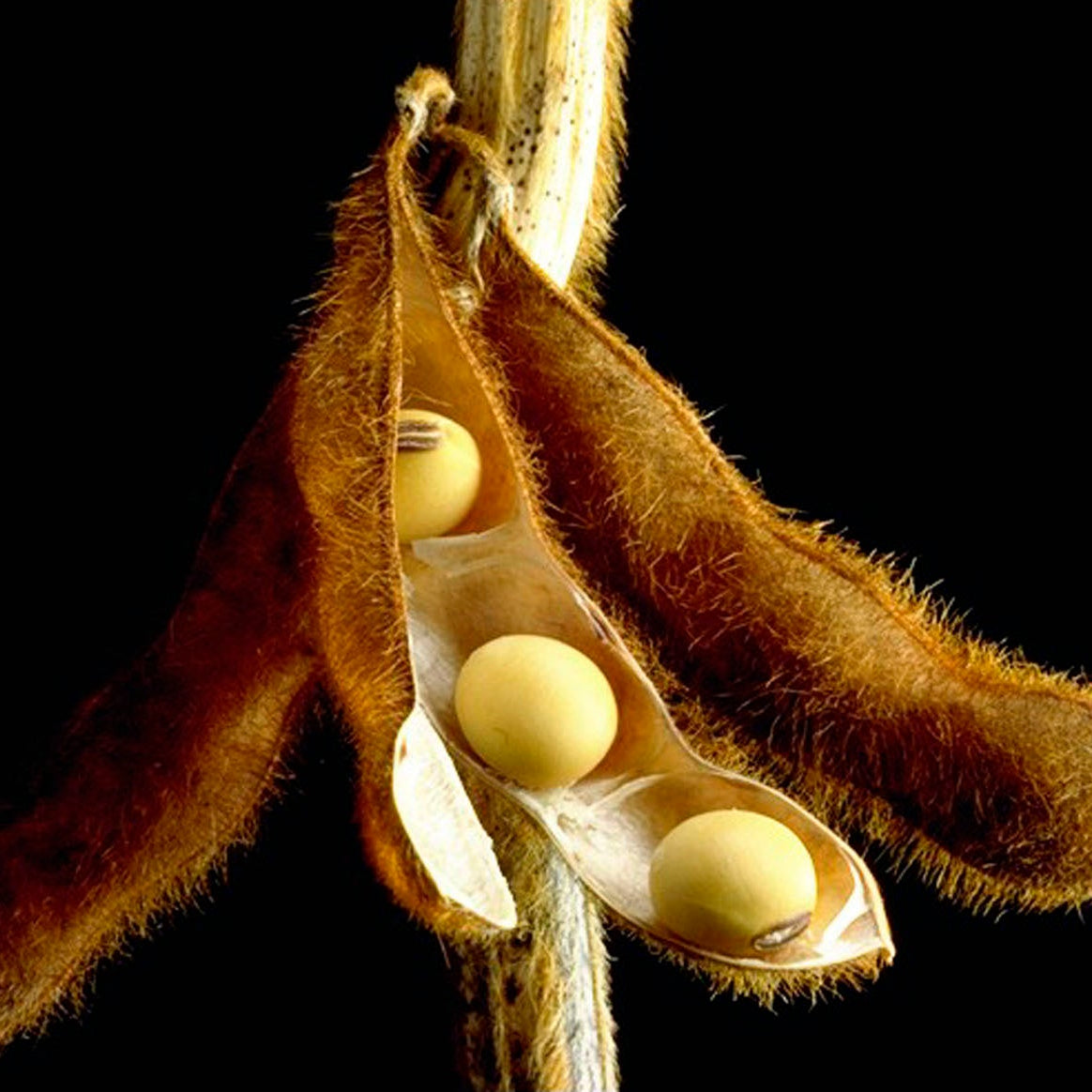 100 Soybean Soya Bean Seeds