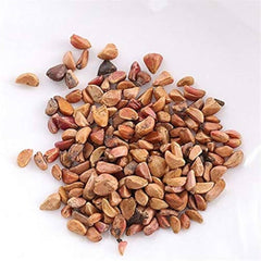 100 Rose Flower Seeds Varieties Name Dolce Vita
