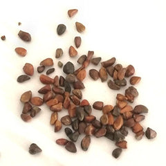 100 Rose Flower Seeds Varieties Name Country House