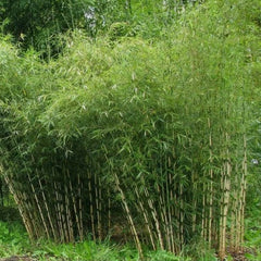 50 Fargesia Yunnanensis Bamboo Seeds