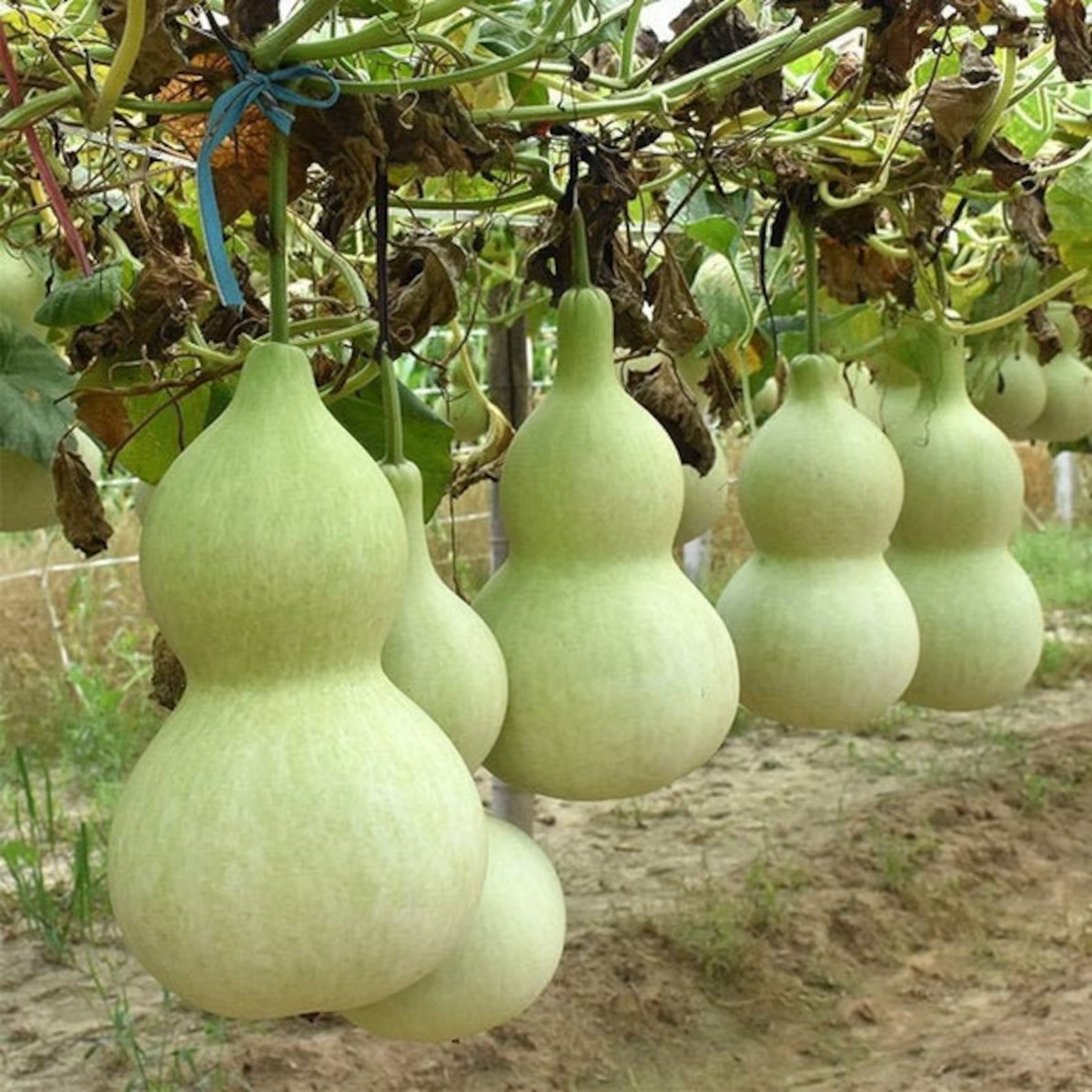 30 Thailand Bottle Gourd Buddha Squash Vegetable Seeds